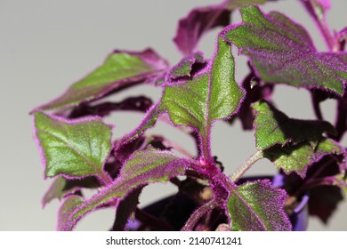 Velvet Plant Purple Passion - Gynura Aurantiaca