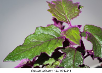 Velvet Plant Purple Passion - Gynura Aurantiaca