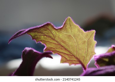 Velvet Plant Purple Passion - Gynura Aurantiaca