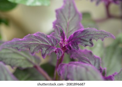 Velvet Plant Purple Passion Leaves - Latin Name - Gynura Aurantiaca Purple Passion