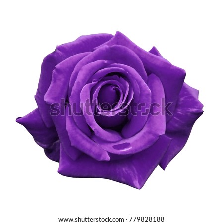 Velvet purple rose on a white isolated background with clipping path.  no shadows. Closeup. For design, texture, borders, frame, background.  Nature. 