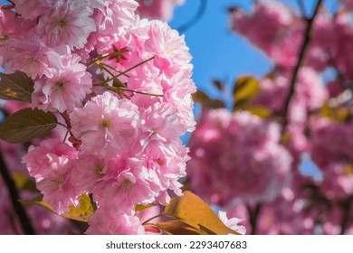 Velvet sakura flowers on a branch against a blue sky. Sakura flowers close up on a tree branch. Spring banner, branches of cherry blossoms against the blue sky in nature outdoors.