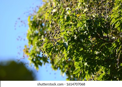 71 Velvet tamarind on tree Images, Stock Photos & Vectors | Shutterstock