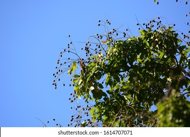 71 Velvet tamarind on tree Images, Stock Photos & Vectors | Shutterstock