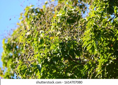 71 Velvet Tamarind On Tree Images, Stock Photos & Vectors 