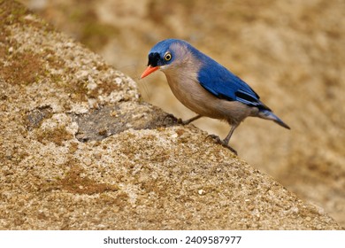 Velvet-fronted Nuthatch - Sitta frontalis small blue passerine bird with red beak in Sittidae, southern Asia from Nepal, India, Sri Lanka ‍and Bangladesh to China and Indonesia, acrobat on the tree.