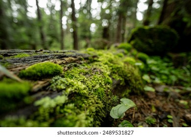 Velvety moss blankets rocks and wood, adding a lush green contrast to their weathered surfaces. Sunlight filters through forest canopies, highlighting the intricate textures of this serene natural. - Powered by Shutterstock