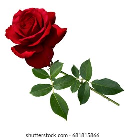 Velvety Red Rose With Stem And  Leaves Isolated