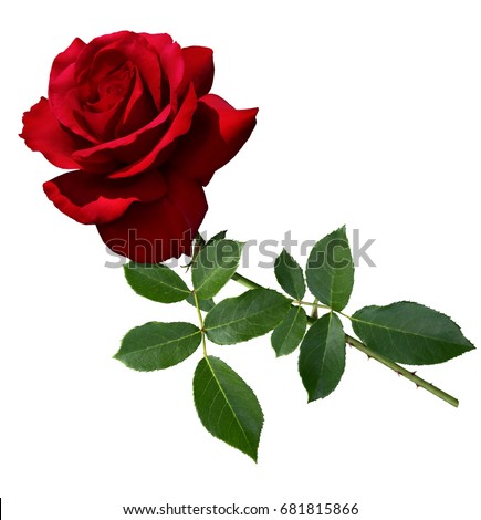Velvety red rose with stem and  leaves isolated