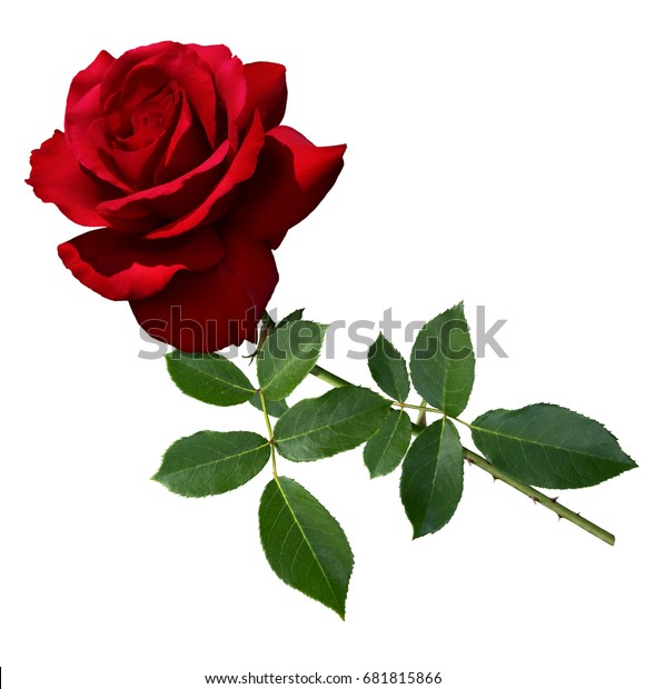 茎と葉の付いたビロードのような赤いバラ の写真素材 今すぐ編集