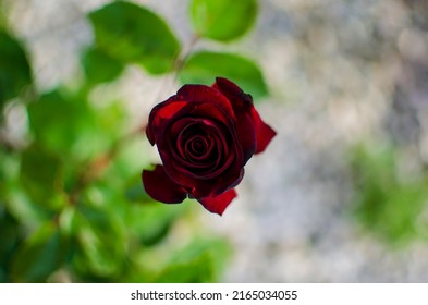 Velvety Red
Rose Variety Ingrid Bergman