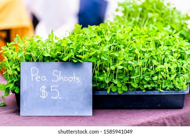 Vendor selling fresh groceries green pea shoots with price on counter in farmers market stand display in outdoor summer street
