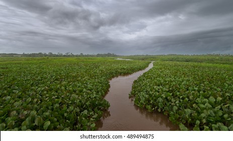 Venezuela, River Orinoco, 2014