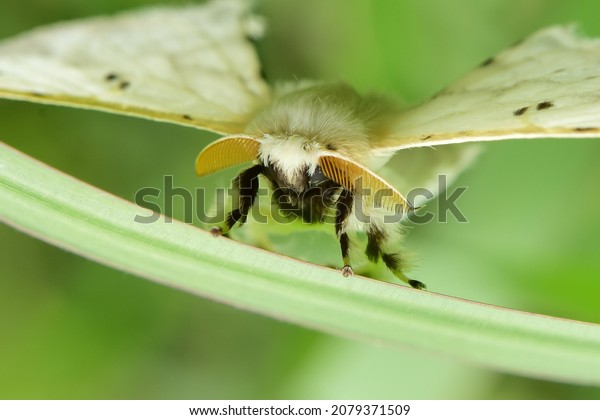 venezuelan poodle moth