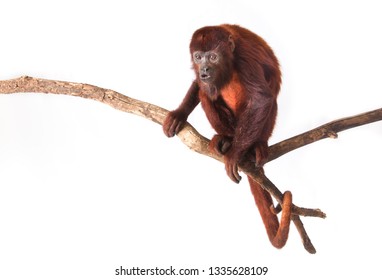 Venezuelan Red Howler (Alouatta Seniculus)