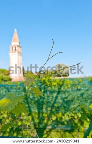 Venice Burano Mazorbo vineyard with 