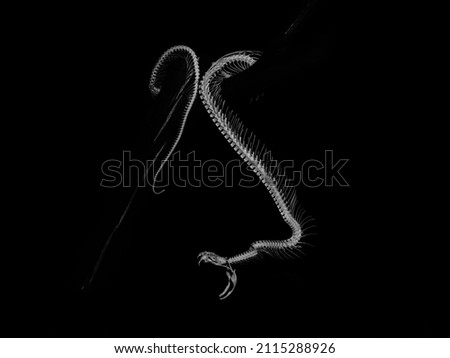 Venomous arboreal snake skeleton attacking