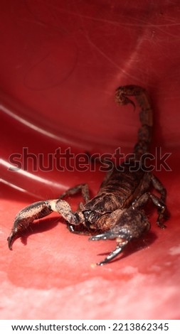 venomous black scorpion with large pincers hiding under the shade to escape from the afternoon sun