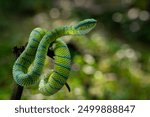 Venomous bornean-keeled pit viper (Tropidolaemus subannulatus) on defensive position on a tree branch, natural bokeh background