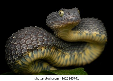 Venomous Bush Viper Snake Coiled To Strike (Atheris Squamigera)