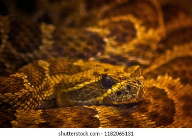 Venomous Copperhead Snake