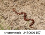 Venomous copperhead snake closeup on Texas ground.