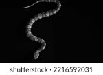 Venomous copperhead snake in slither on black background from top view.