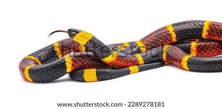 Venomous Eastern coral snake - Micrurus fulvius - close up macro of head, eyes, tongue and pattern.  Side view of whole snake with great scale detail isolated on white background