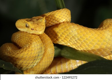 Venomous Eyelash Viper