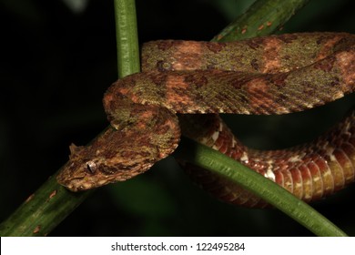 Venomous Eyelash Viper