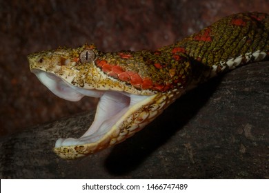 Venomous Eyelash Viper Bothriechis Schlegelii Mouth Stock Photo ...