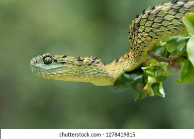 horned bush viper