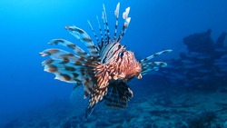 Venomous Lion Fish In The Red Sea
