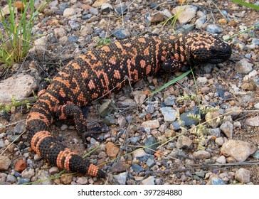 A venomous lizard - Gila monster, Heloderma suspectum