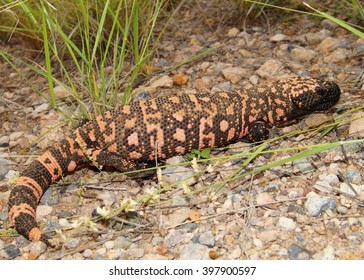 A venomous lizard - Gila monster, Heloderma suspectum