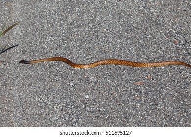 A Venomous Mengden's (Western) Brown Snake Slithers Across A Road In Outback Central Australia.