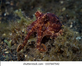 A Venomous Mototi Octopus Hiding In Seaweed On The Ocean Floor