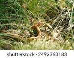 Venomous pit viper shows copperhead snake in Texas summer grass outdoors.