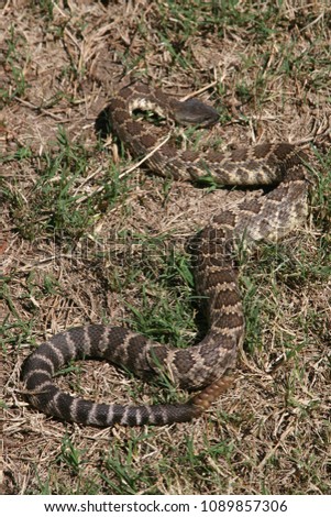 Similar – Vipera ursinii rakosiensis in situ