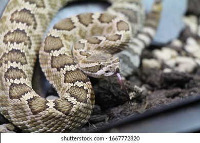 Venomous Snake Crotalus Oreganus Helleri