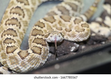 Venomous Snake Crotalus Oreganus Helleri