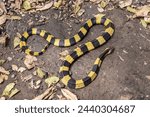 Venomous snake dangerous Neurotoxin. Snake Banded Krait (Bungarus fasciatus) on the ground with dry leaves after the rain.