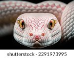Venomous snake preparing to attack close-up