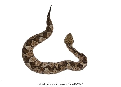 4,947 Snake Top View Images, Stock Photos & Vectors 