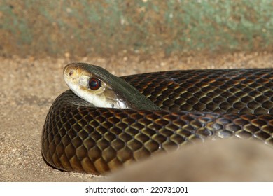 Venomous Taipan Snake, Oxyuranus Scutellatus