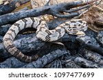 Venomous Timber Rattlesnake (Crotalus horridus) in fire pit