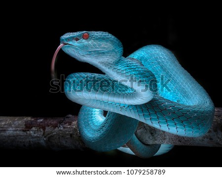 Venomous Viper Snake - Reptile Series