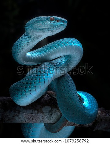 Venomous Viper Snake - Reptile/Snake Photo Series