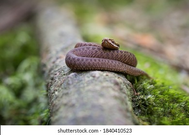 Venomous Viper  Zigzag In Natural Environment 