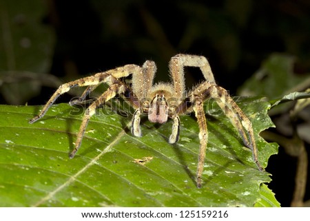 Venomous wandering spider (Phoneutria fera) looking at the camera, Ecuador